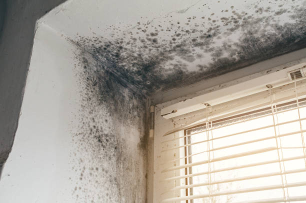 Trusted Attic Mold Removal service in Geneva, IL - Cheap Mold Removal