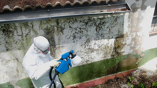 Trusted Mold Inspection service in Geneva, IL - Cheap Mold Removal